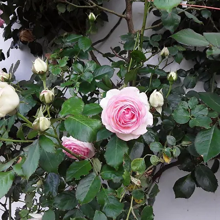 Au Moulin De Valerie 3*